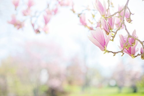 magnolias  pink  background