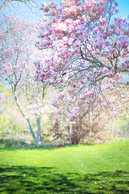 magnolias  pink  background