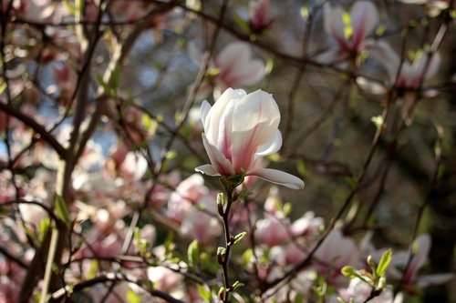 magnolie  tulpenbaum  frühling