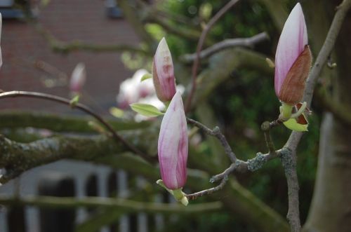 magnollien blossom bloom