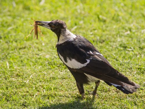 magpie australian magpie hungry