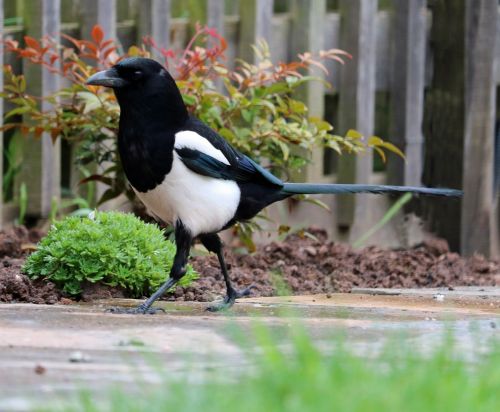 magpie bird black and white