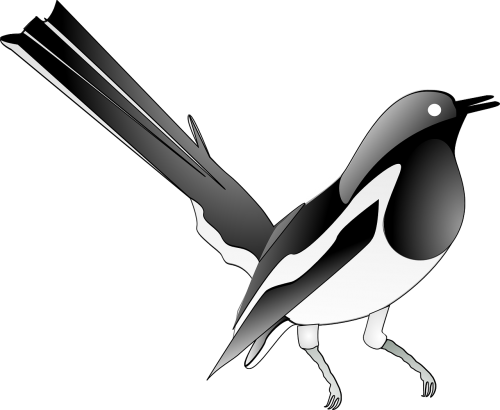magpie songbird bird