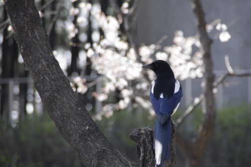 magpie nature spring