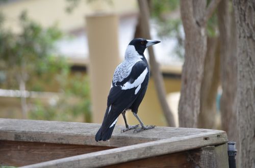 magpie bird black and white