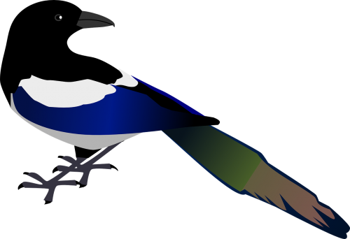 magpie bird wildlife