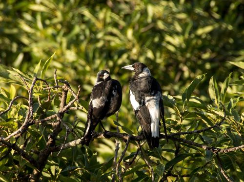 magpie australian magpies two