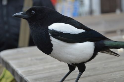 magpie nature