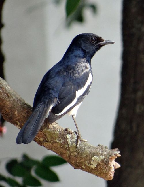 magpie robin copsychus saularis