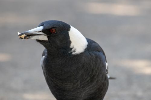 magpie bird wildlife