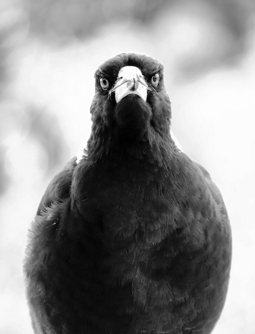 magpie  australian magpie  beak