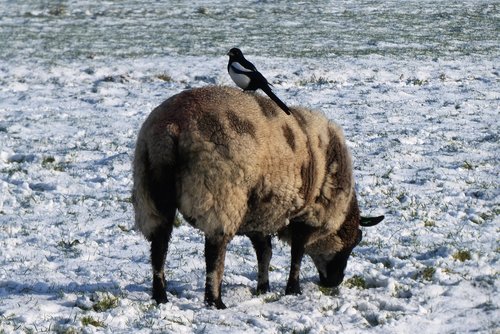 magpie  sheep  whey