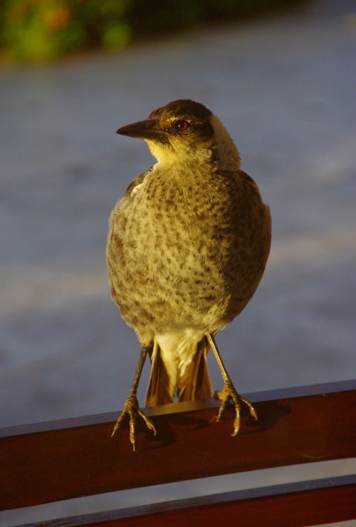 magpie australian magpie young