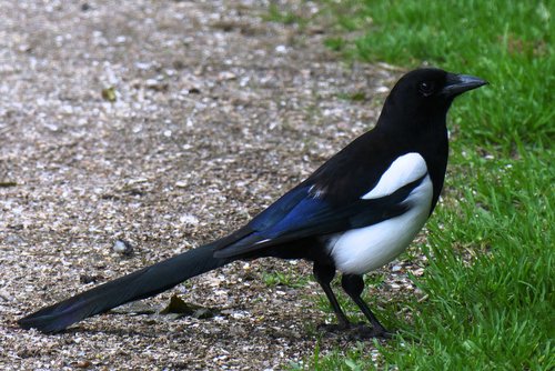 magpie  bird  beak