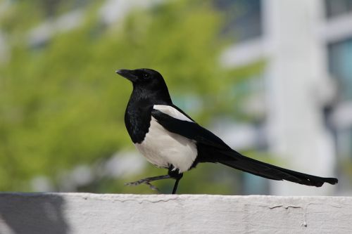 magpie new birds