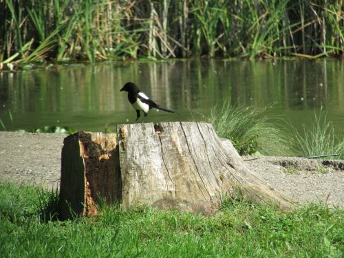 magpie lake tree