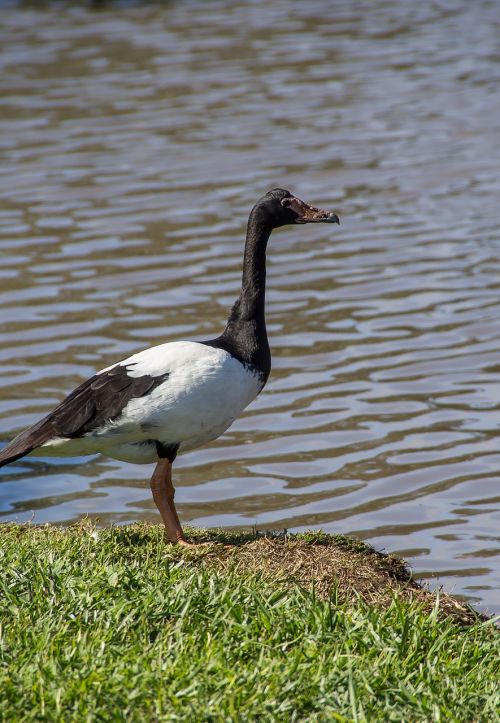 magpie goose goose bird