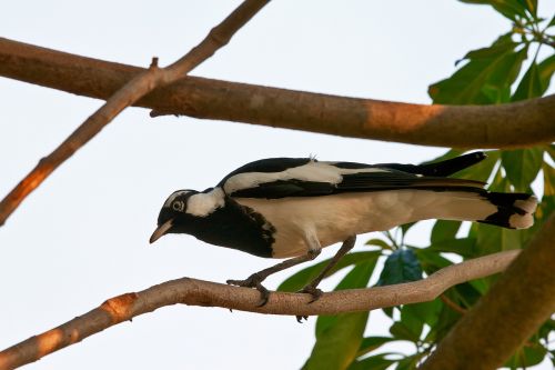 magpie-lark bird white