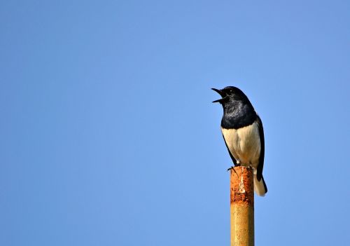 magpie robin bird singing bird