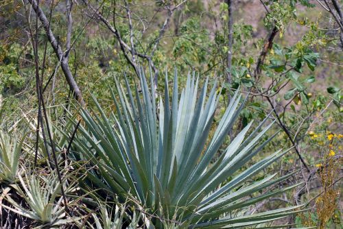 maguey thorns nature