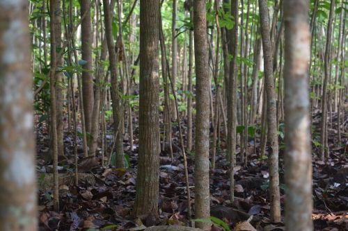 mahogany tree forest