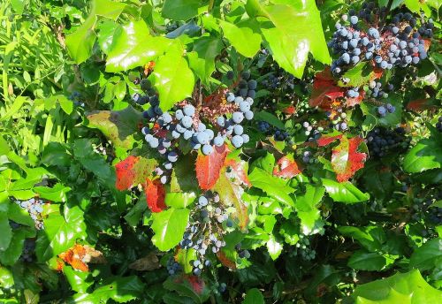 mahone bush berries