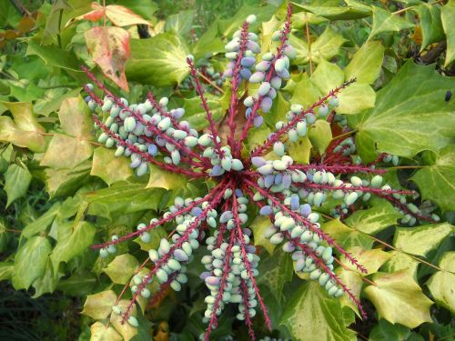 mahonia berries plant