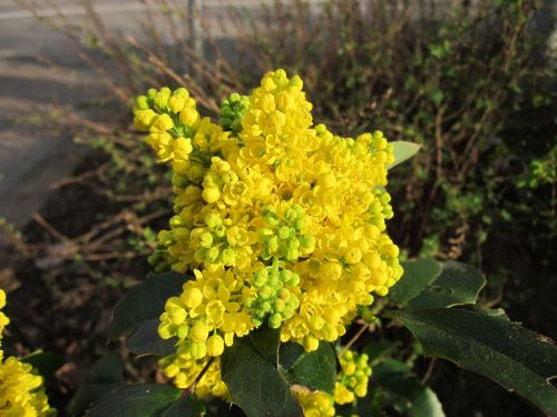 mahonia plant wildflower