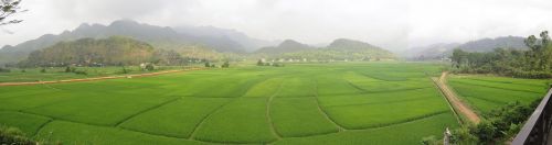 mai chau vietnam rice fields