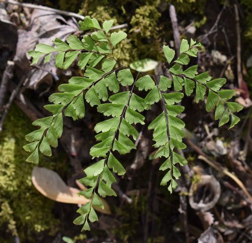 maidenhair fern fern plant