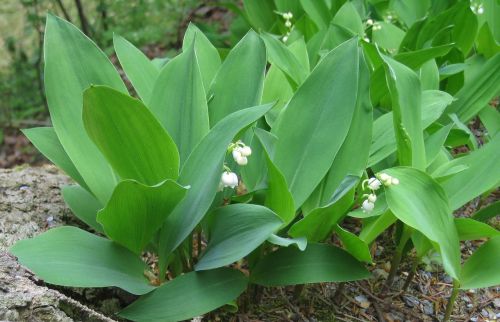 maigloecken may floral