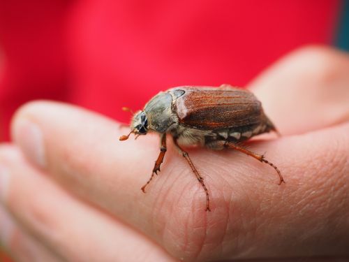 maikäfer beetle animal