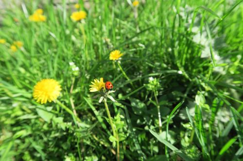 maikäfer dandelion meadow