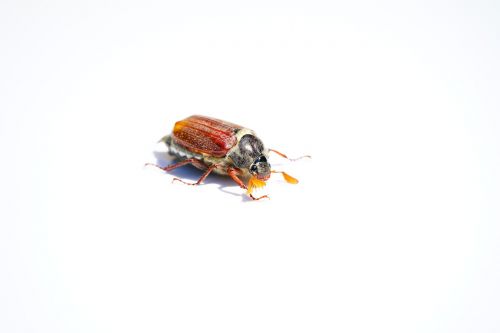 maikäfer cockchafer beetle