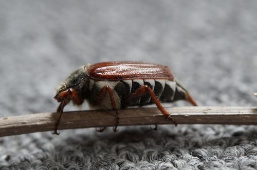maikäfer may beetle