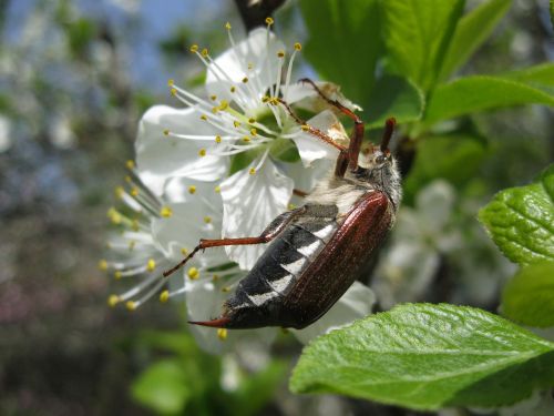 maikäfer spring beetle