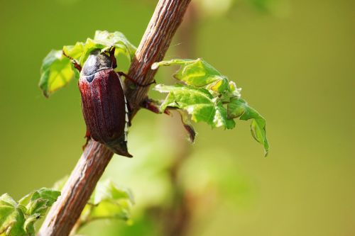 maikäfer may beetle