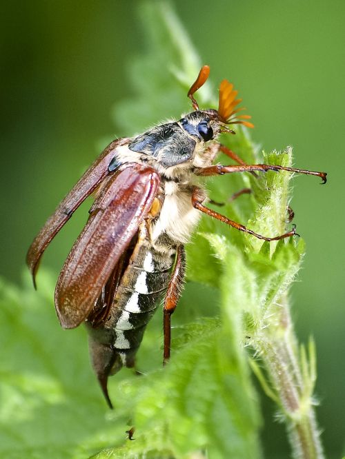 maikäfer beetle insect