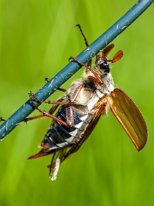 maikäfer beetle insect