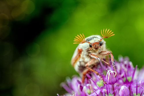 maikäfer nature insect