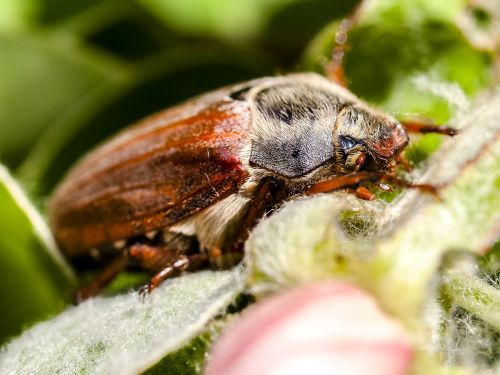 maikäfer beetle insect