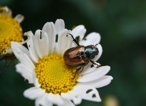 maikäfer beetle close