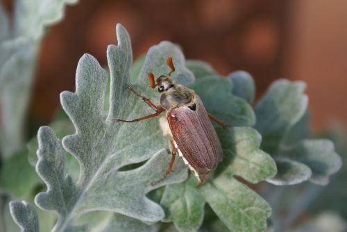 maikäfer close insect