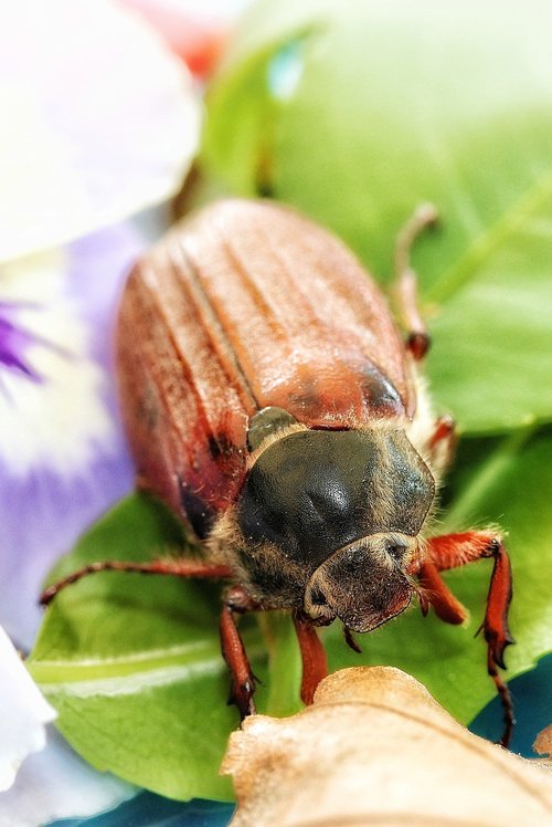 maikäfer  beetle  may