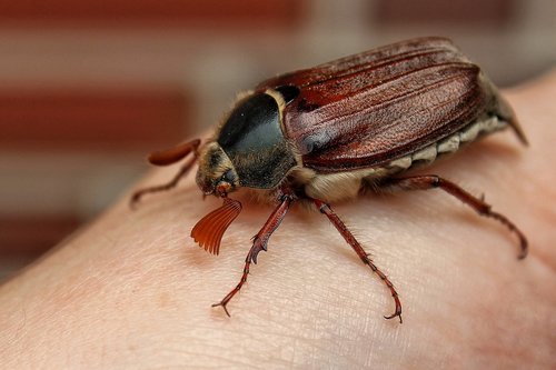 maikäfer  beetle  spring