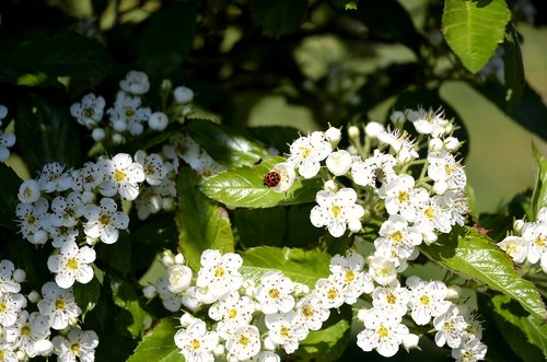 maikäfer  beetle  insect