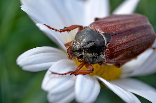 maikäfer  insect  close up