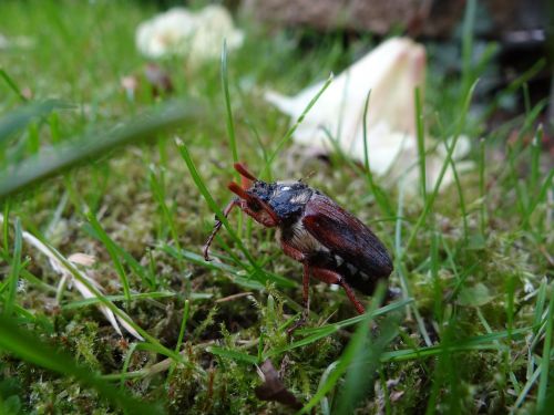 maikäfer nature ladybug