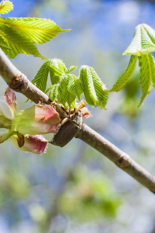 maikäfer may chestnut tree