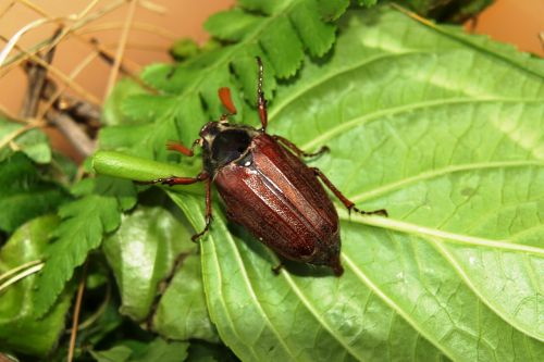 maikäfer beetle may